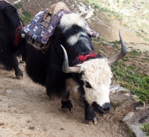 Yak (or maybe a Nak)