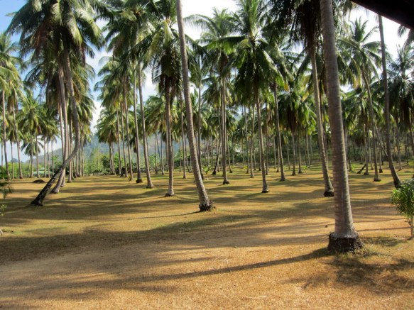 Our 'forest' where we have just had a picnic