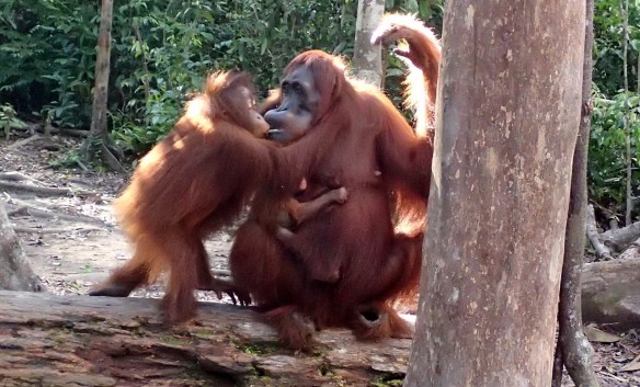 Orangutans kissing, while the smaller babay hangs off the side